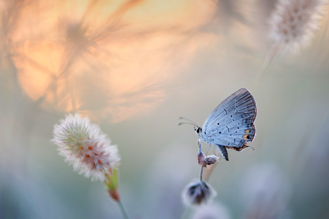 Der Schmetterling diente lange Zeit als Symbol für den „Verein PIA“. 